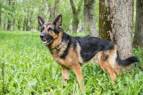 Dog German Shepherd in a forest in a summer © keleny