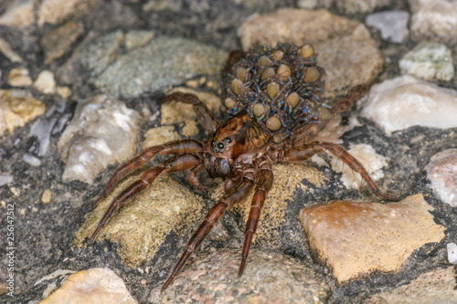 A wolf spider with many small spiders on its back. © fotogeng