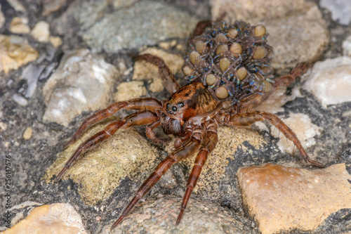 A wolf spider with many small spiders on its back. photo