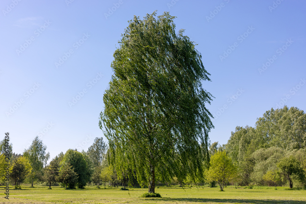 Obraz premium tree in a windy field