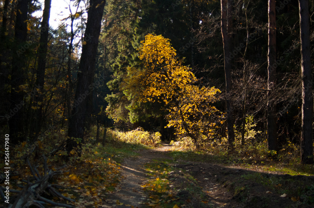 Obraz premium autumn in the forest