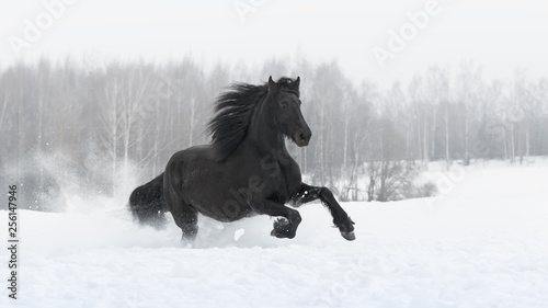 Black friesian horse with the mane flutters on wind running gallop on the snow-covered field in the winter background