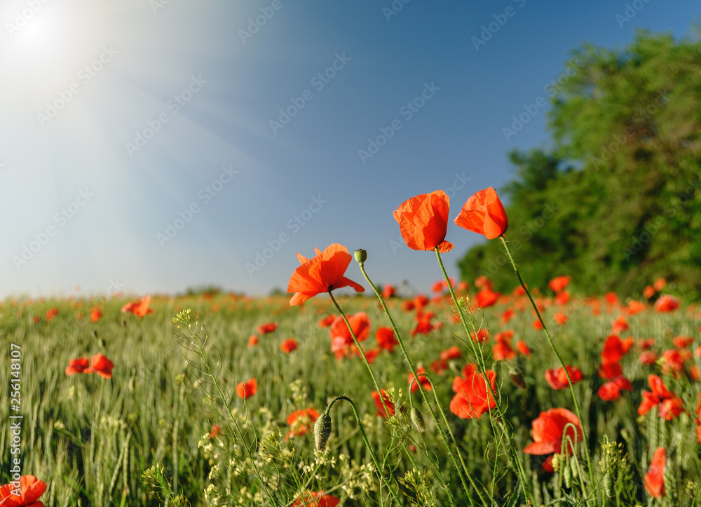 Poppy field. Wild poppy, red poppy. Unusual flowers. Red poppy flowers in the field. Poppy field. Wild poppy, red poppy. Unusual flowers. Red poppy flowers in the field.