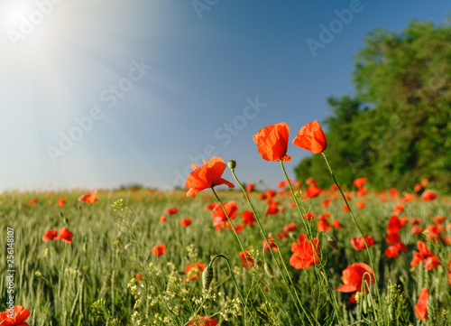 Fototapeta Naklejka Na Ścianę i Meble -  Poppy field. Wild poppy, red poppy. Unusual flowers. Red poppy flowers in the field.
