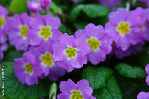 Messengers of spring violets