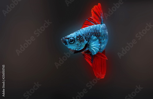 Siamese fighting fish,Betta splendens,blue fish, Blurred background, Halfmoon Betta. photo