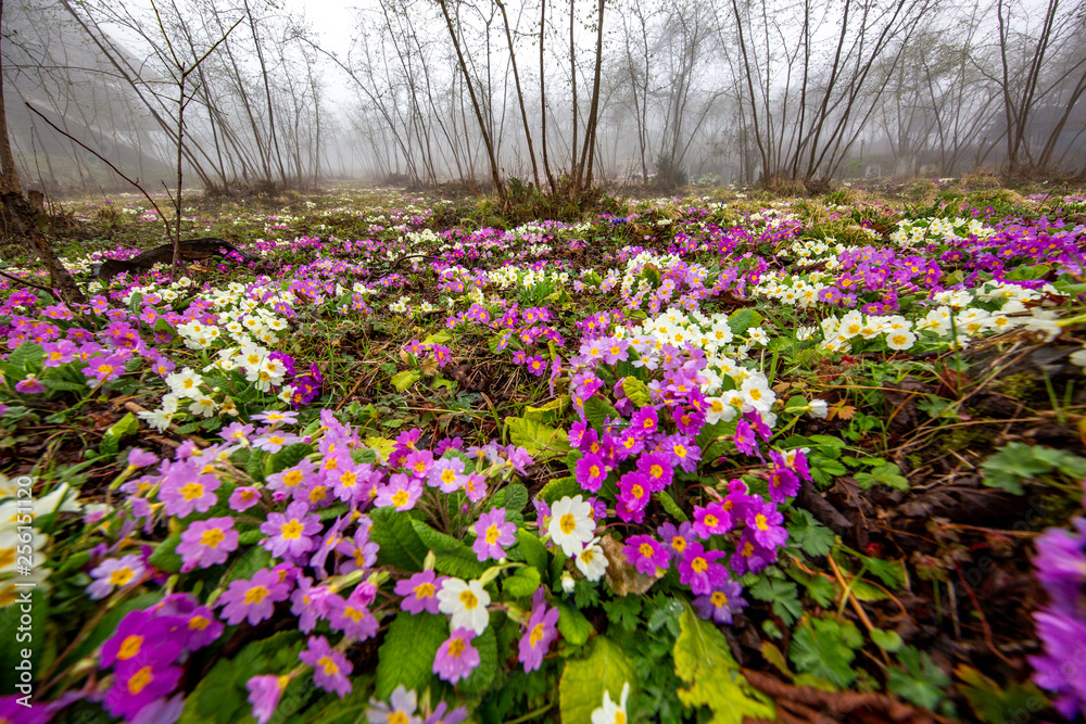 Naklejka premium Messengers of spring violets