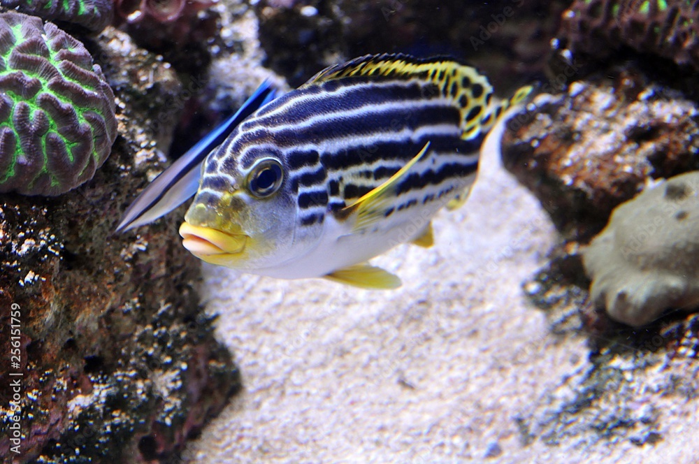 Fototapeta premium Im Aquarium in Palma