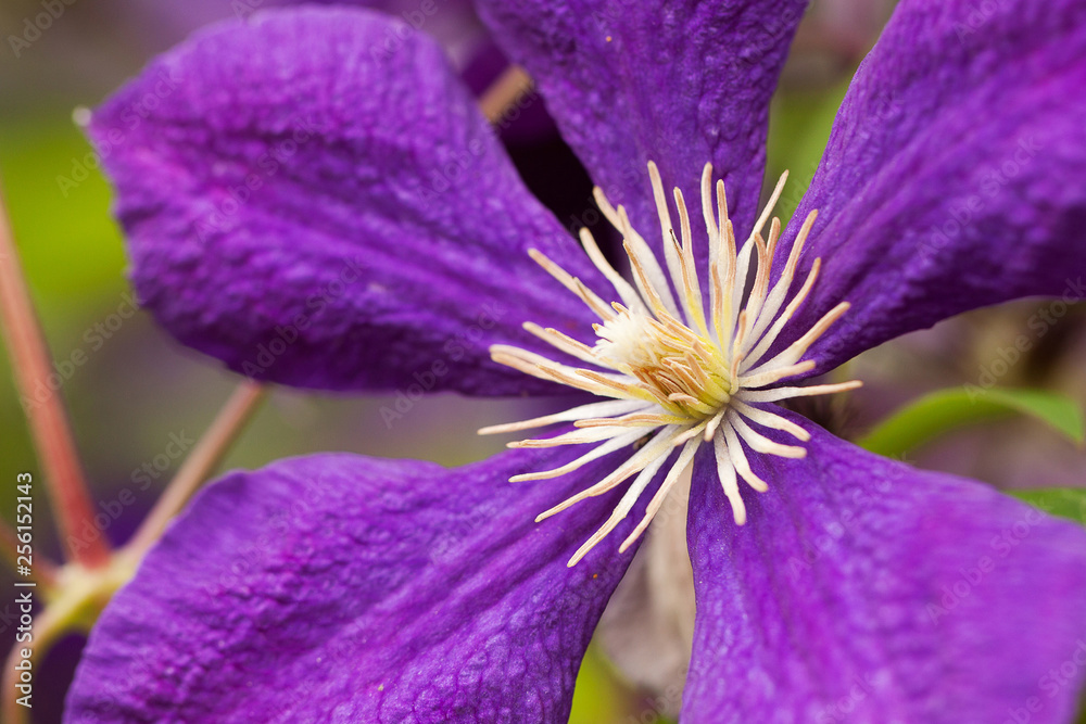 beautiful bright lilac clematis flower
