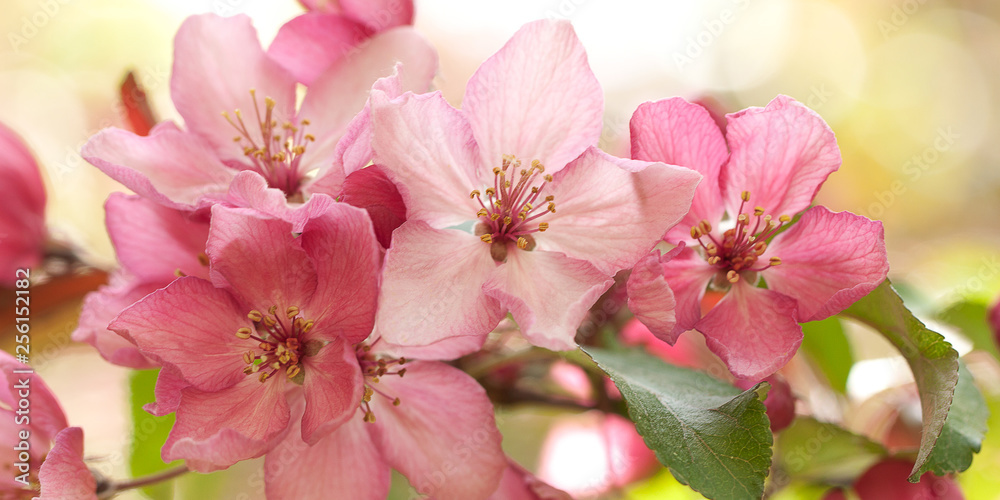 tender beautiful bright pink sakura flowers