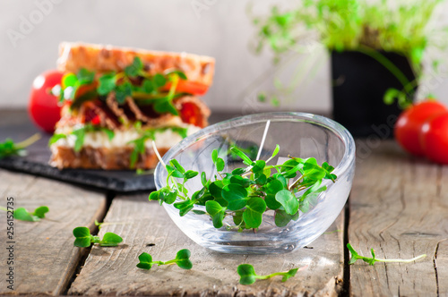 Microgreens sprouts of radish near homemade sandwich on rustic wooden background