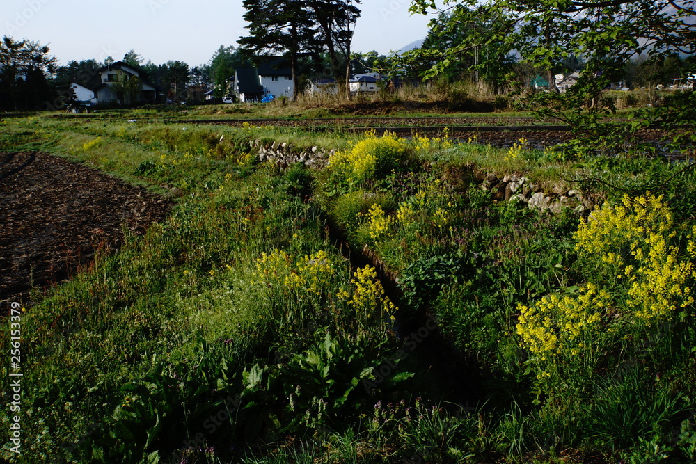 Fototapeta premium Hakuba, flowers on ridge path