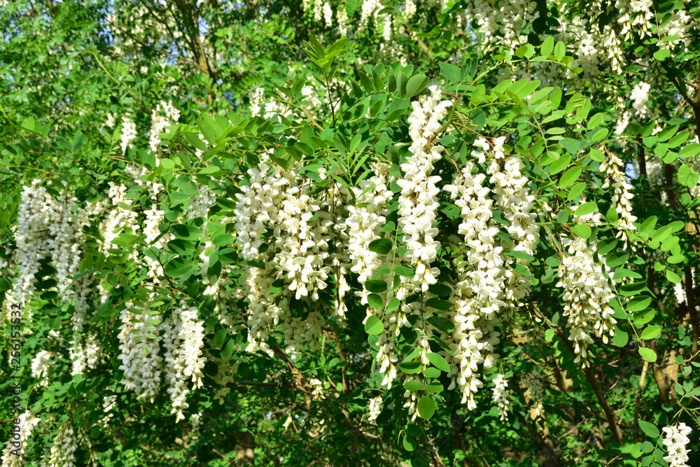 Blüten der Gewöhnlichen Robinie Blüten der Gewöhnlichen Robinie