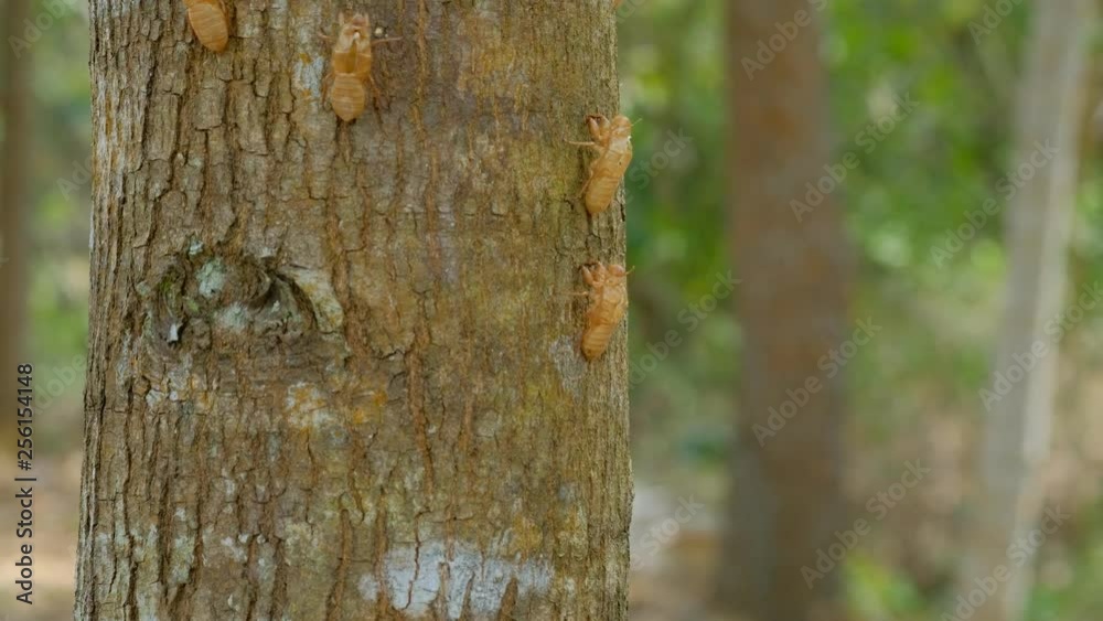 fossil or shell of cicada or insect molting on the tree in the summer. day light fossil or shell of cicada or insect molting on the tree in the summer. day light