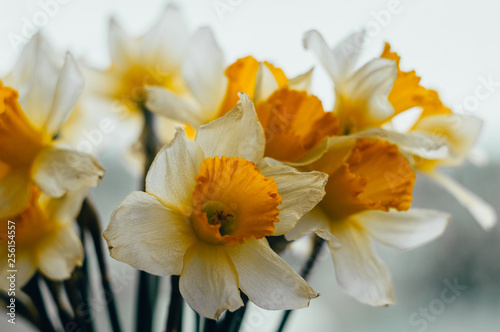 Bouquet of spring daffodils