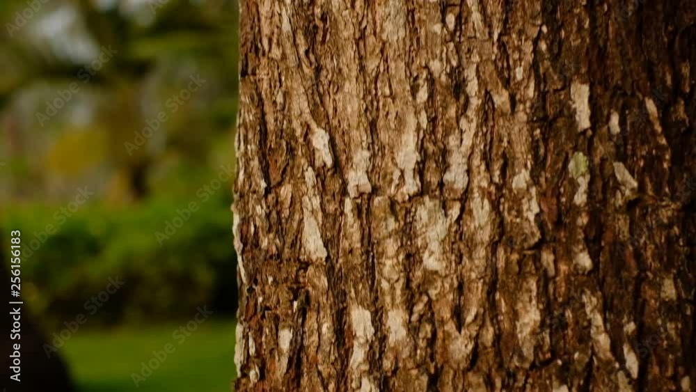 Slow motion. fossil of cicada or insect molting on the tree in the summer. Warm tone and evening light Slow motion. fossil of cicada or insect molting on the tree in the summer. Warm tone and evening light