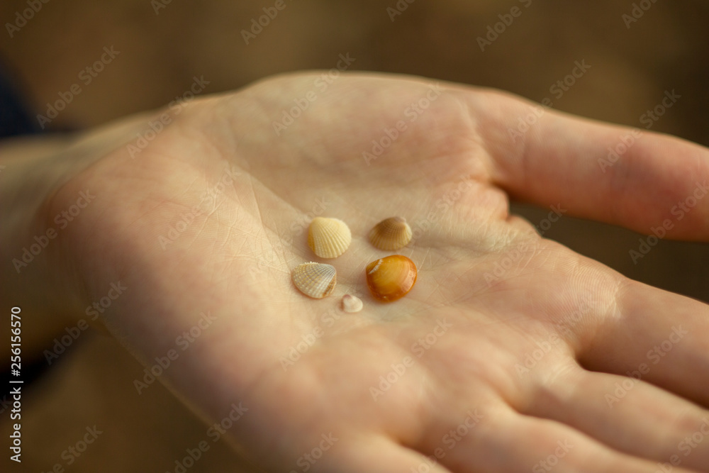 small shells lie in the left open hand on a blurred brown background small shells lie in the left open hand on a blurred brown background