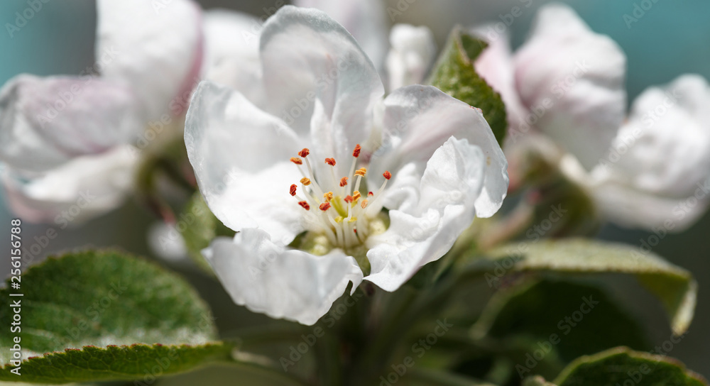 Fototapeta premium Close up apple blossom in spring season. Vintage sweet cherry blossom soft tone texture background