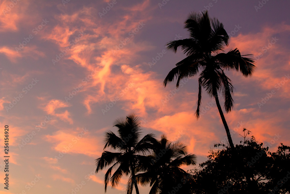 black silhouettes of palm trees on a pink blue sunset sky