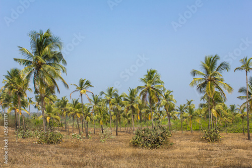 bushes of cacti and green palm trees on a dry meadow against a clean blue sky without clouds