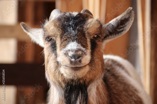 Photography portrait of a goat