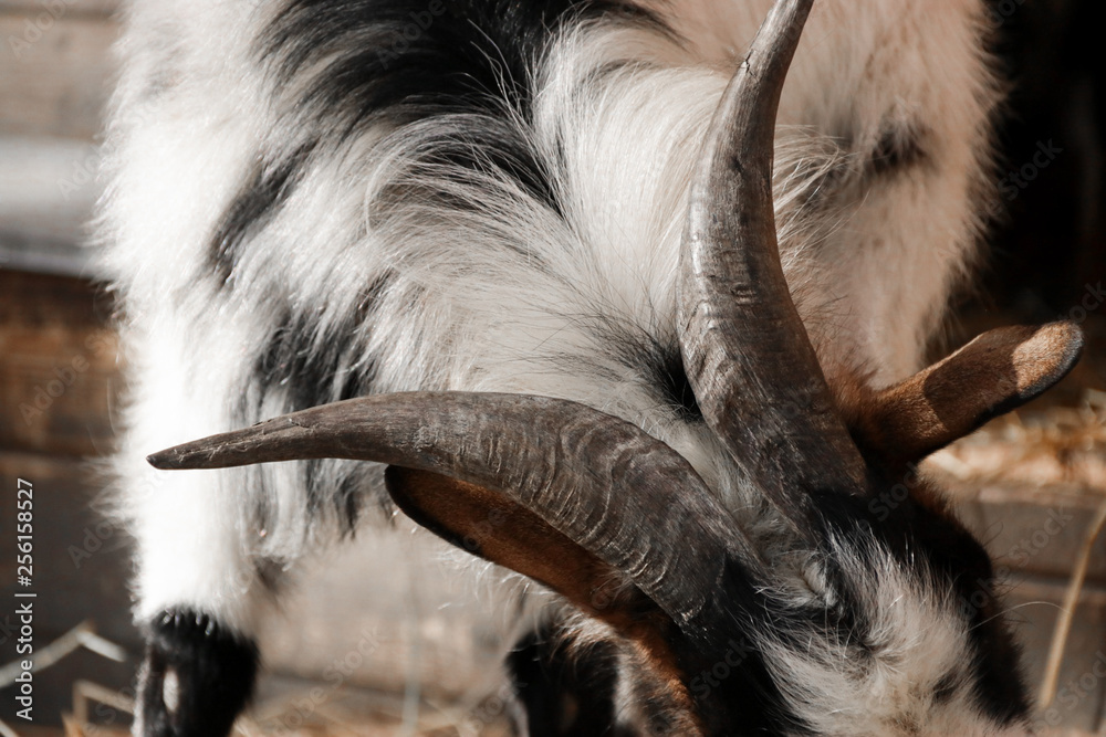 Fototapeta premium goat horns