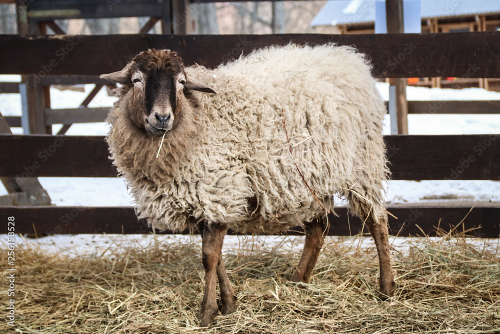 Obraz premium sheep on the farm 