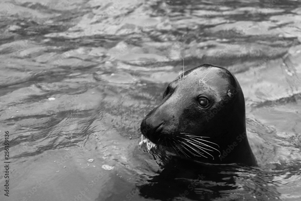 Obraz premium funny animal