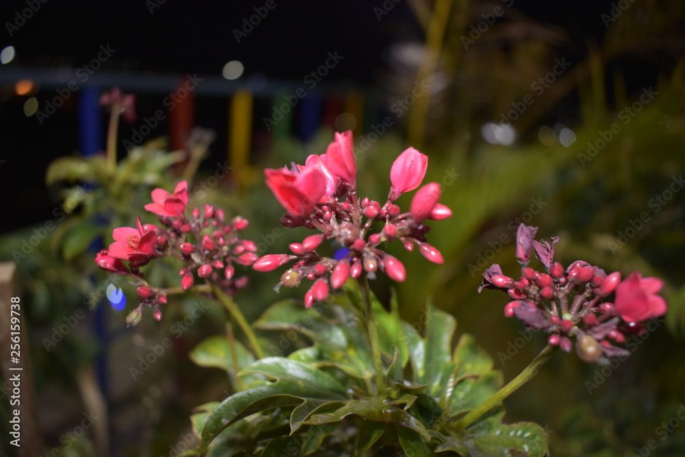 flowers in garden