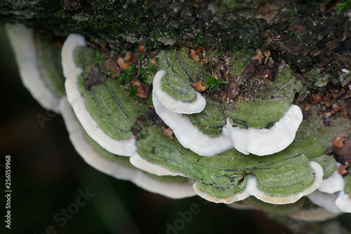 Mossy maze polypore, Cerrena unicolor photo