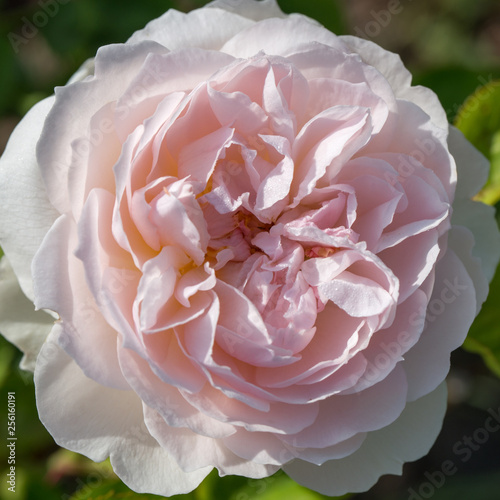 Blooming rose in the garden on a sunny day. Rose Gentle Hermione.