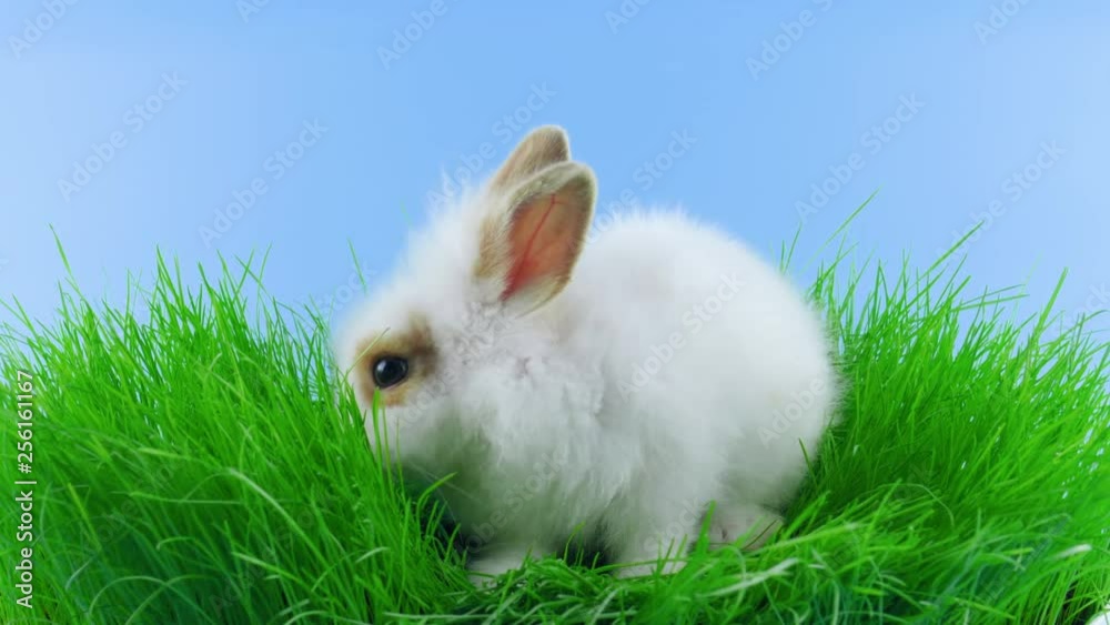Cute white rabbit, sniffing and eats green grass Cute white rabbit, sniffing and eats green grass