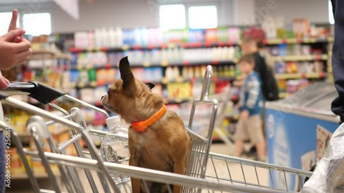 small dog is sitting in supermarket cart an looks around in 4K slow motion close up video