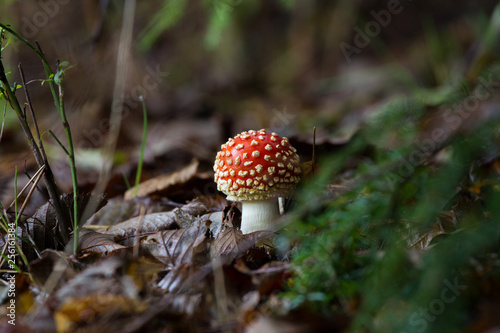 Fungus in forest