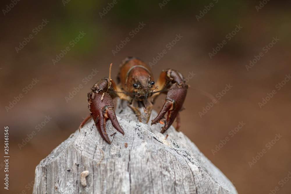 crayfish in woods