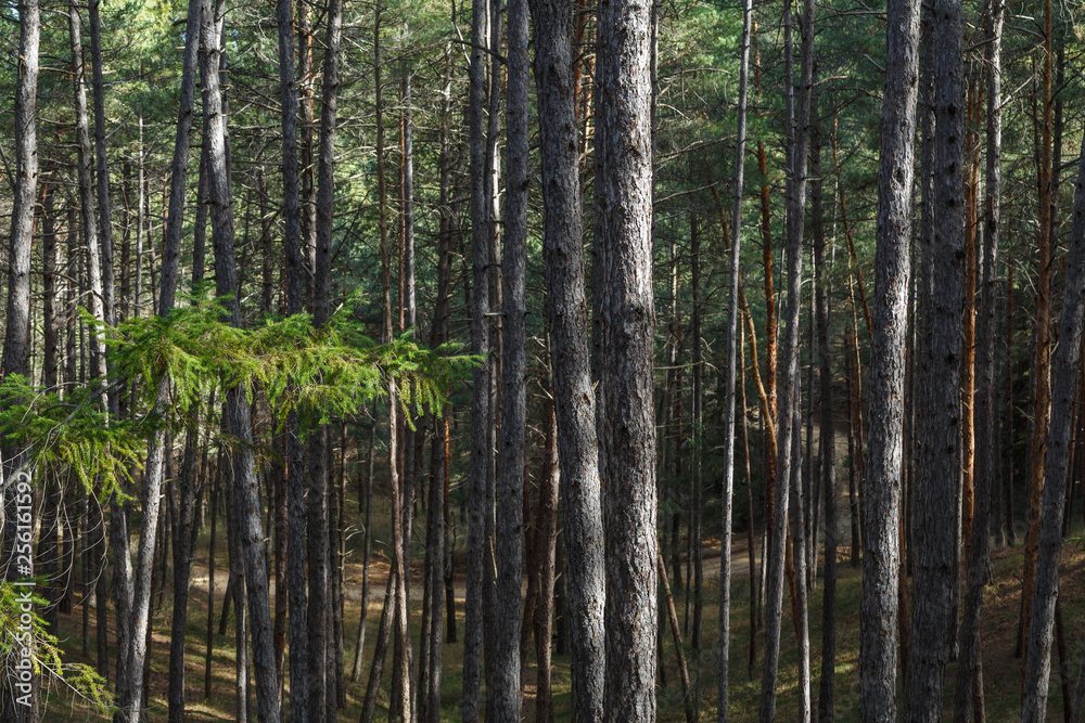 Bosque de pinos y abetos. Pinus sylvestris. Pseudotsuga menziesii.