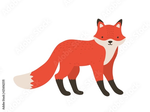 Funny furry little fox. Adorable lovely fluffy forest carnivorous animal isolated on white background. Cute amusing spring foxy. Bright colored childish vector illustration in flat cartoon style.