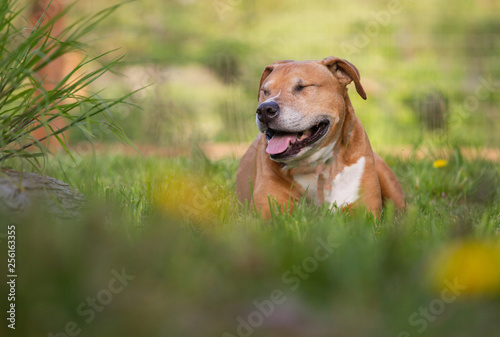 Wallpaper Mural Pit bulldog Torontodigital.ca