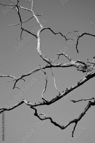 Dry branches of an old tree against a background of sky.
