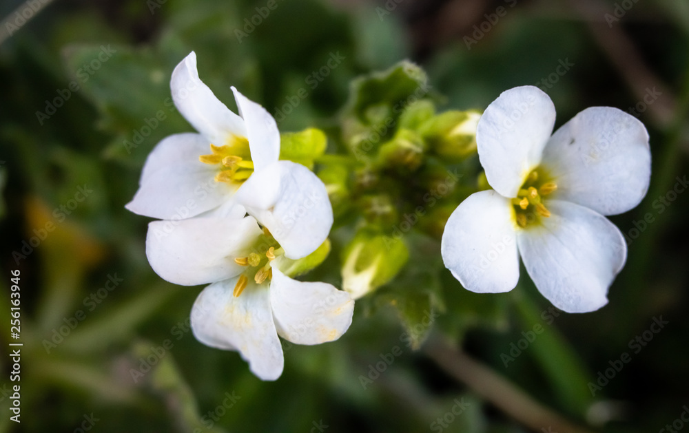 Beautiful white spring flowers on meadow Beautiful white spring flowers on meadow