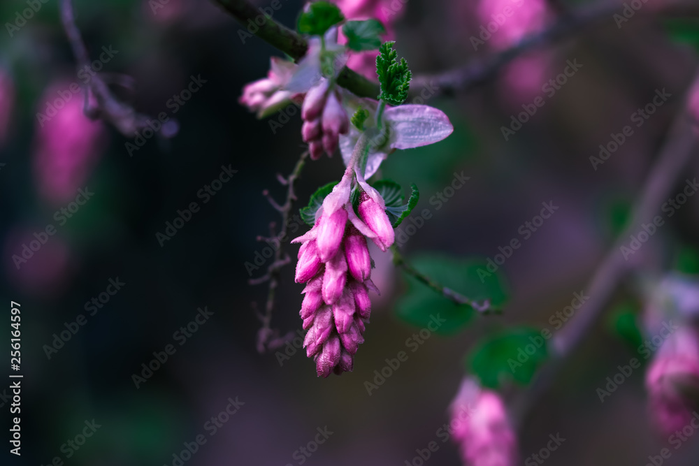 flowers in garden flowers in garden