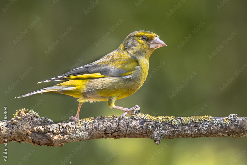 Fototapeta premium Greenfinch in the sun