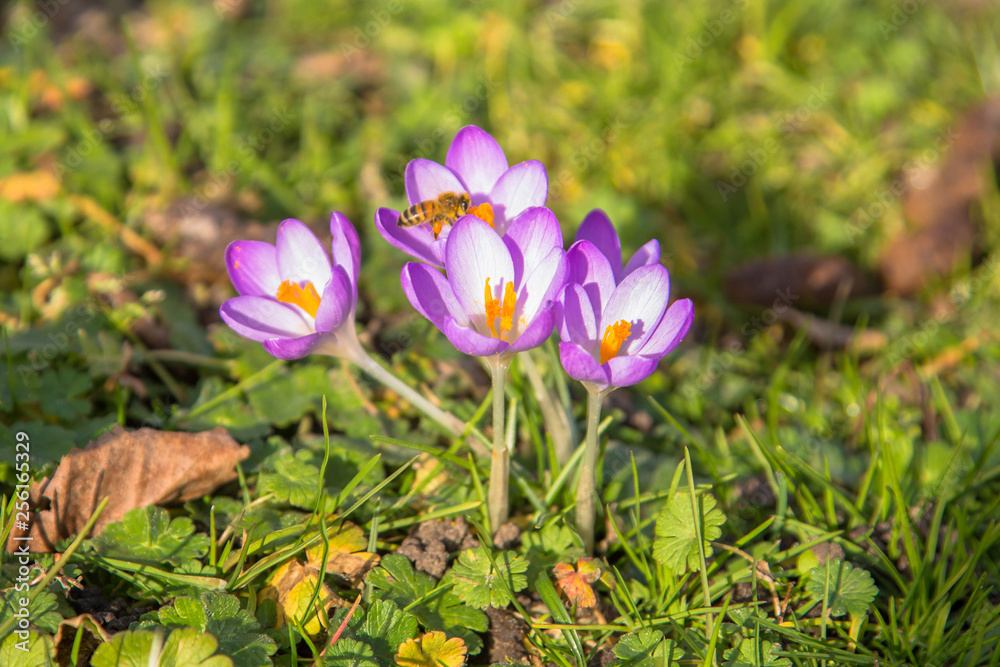 The first bees at the end of winter. The bees are awake. The first bees at the end of winter. The bees are awake.
