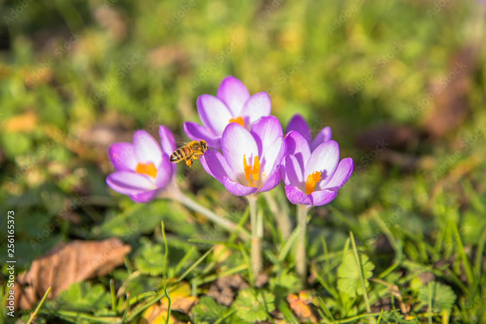 The first bees at the end of winter. Spring bright floral background. The first bees at the end of winter. Spring bright floral background.