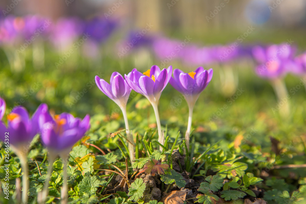 The first spring flowers crocus. Colorful spring fragrant flowers