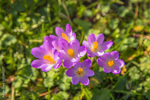 The first spring flowers crocus. Colorful spring fragrant flowers