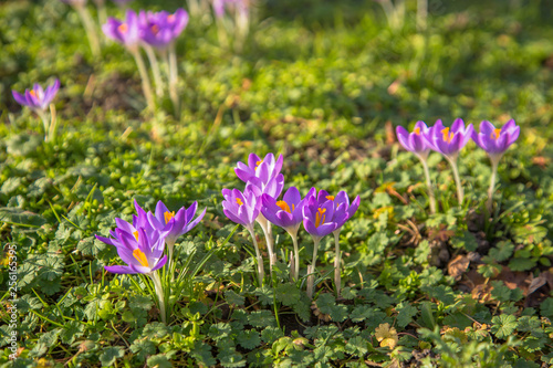 Colorful spring fragrant flowers of crocus and green grass.