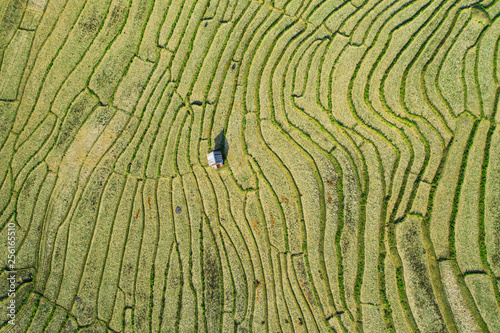 View from above, stunning aerial view of a little hut on a spectacular green rice terrace fileds which forms a natural texture on the hills of Luang Prabang, Laos.