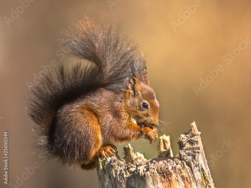 Red squirrel eating on trunk