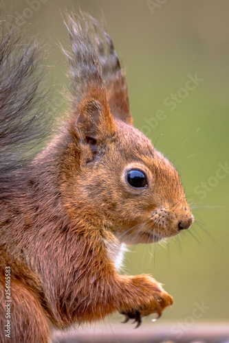 Red squirrel portrait side view